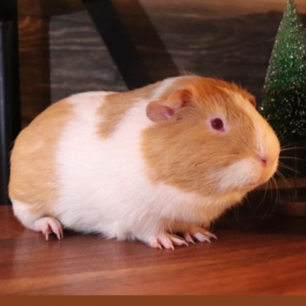 Meet your Posher, Mercedes